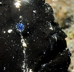 'Old blue eyes'. Black frogfish, Indonesia, 2006. by Chris Wildblood 